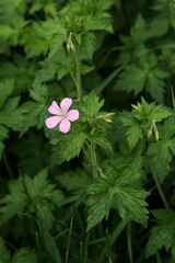 Geranium endressii