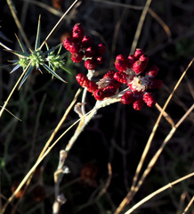 Helichrysum sanguineum