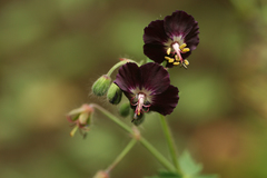 Geranium phaeum