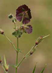 Geranium phaeum
