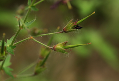 Geranium phaeum