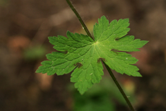 Geranium phaeum