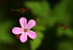 Geranium robertianum