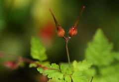 Geranium robertianum
