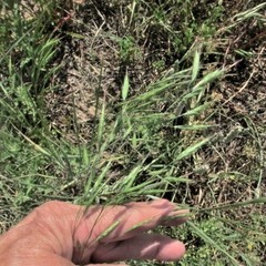 Bromus arvensis