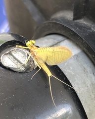 Stenacron interpunctatum interpunctatum