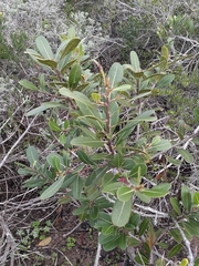 Sideroxylon inerme inerme