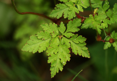 Geranium robertianum