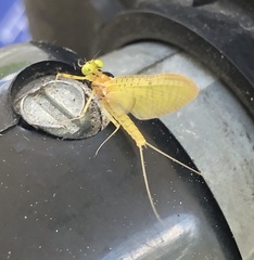 Stenacron interpunctatum interpunctatum