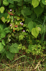 Geranium robertianum