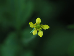 Geum urbanum