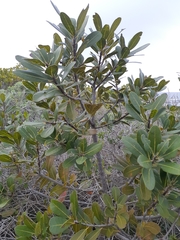 Sideroxylon inerme inerme