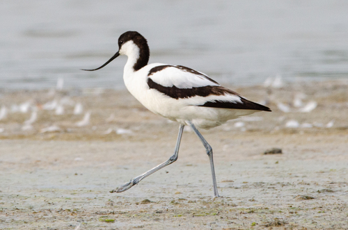 Pied Avocet
