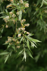 Salix