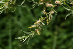 Salix