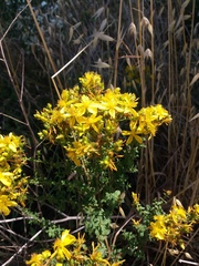 Hypericum perforatum