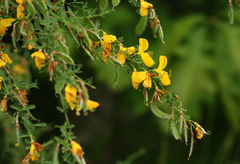 Cytisus scoparius
