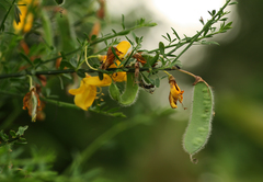 Cytisus scoparius