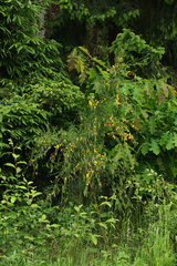 Cytisus scoparius