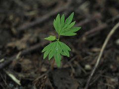 Tilia