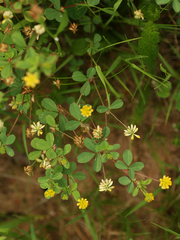 Trifolium dubium