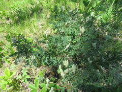 Astragalus suffruticosus