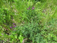 Astragalus suffruticosus