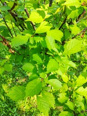 Prunus triloba