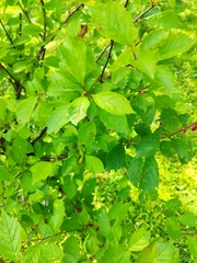 Prunus triloba