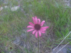 Echinacea tennesseensis