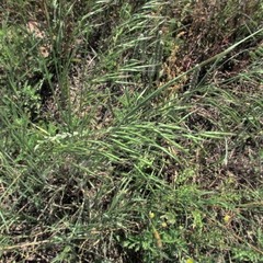 Bromus arvensis