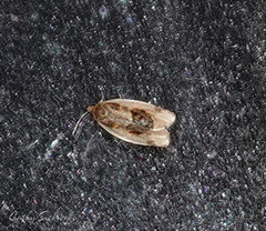 Clepsis melaleucanus