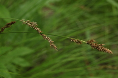 Carex appropinquata
