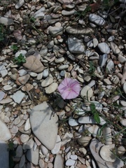 Convolvulus cantabrica