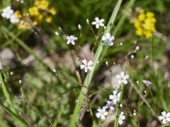 Gypsophila repens