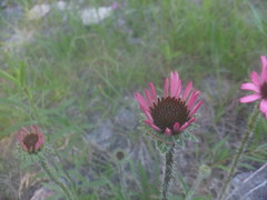 Echinacea tennesseensis