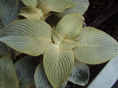 Strobilanthes gossypina