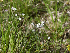 Gypsophila repens