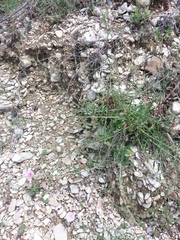 Convolvulus cantabrica