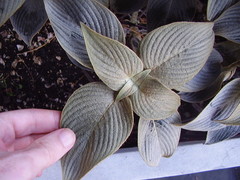 Strobilanthes gossypina