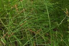 Carex appropinquata