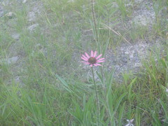 Echinacea tennesseensis