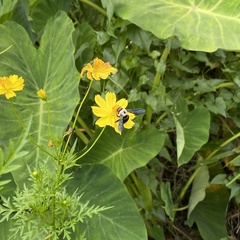 Xylocopa phalothorax