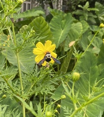 Xylocopa phalothorax
