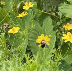 Xylocopa phalothorax