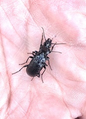 Pterostichus punctatissimus