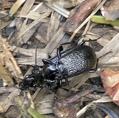 Pterostichus punctatissimus