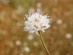 Cephalaria joppensis