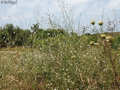 Cephalaria joppensis