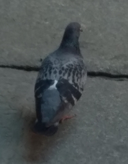 Columba livia domestica